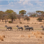 Dry Season or Wet Season- Which Is Better For Tanzania Safaris
